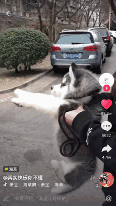 盘点一下那些在抖音里面成了精的动物