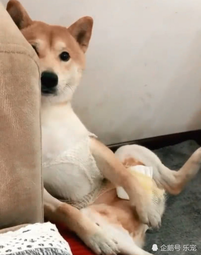 柴犬,绝育,蛋蛋