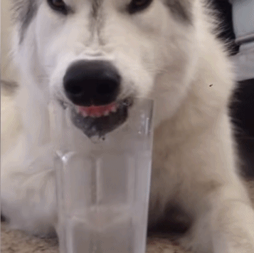 gif,二哈,骗狗,熊孩子,游戏