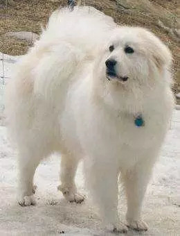 大白熊和雪獒是一个品种吗 不是的 完全不同的两个品种 看点快报