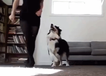 汪星人跟铲屎官学跳舞,动作标准,表情专注,网友:比我