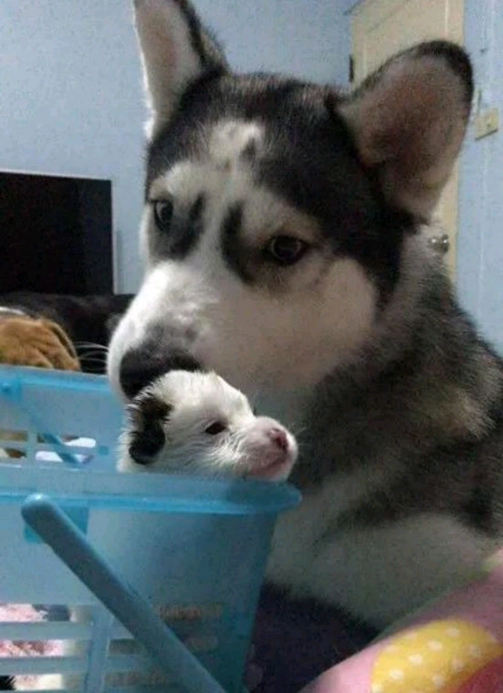 哈士奇与比格犬相爱,生下窝小狗后却郁闷了:没