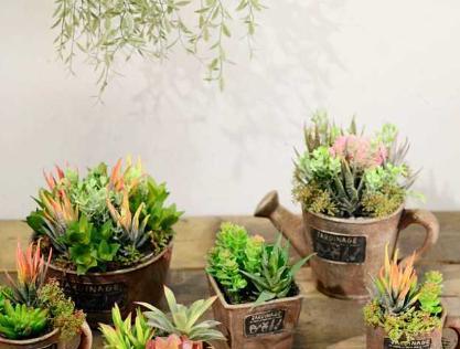多肉植物 怎样养 浇水是关键 看点快报