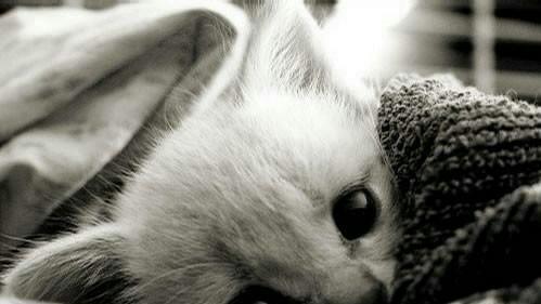 猫咪喜欢睡在你脑袋上,竟然是这个原因,这就是