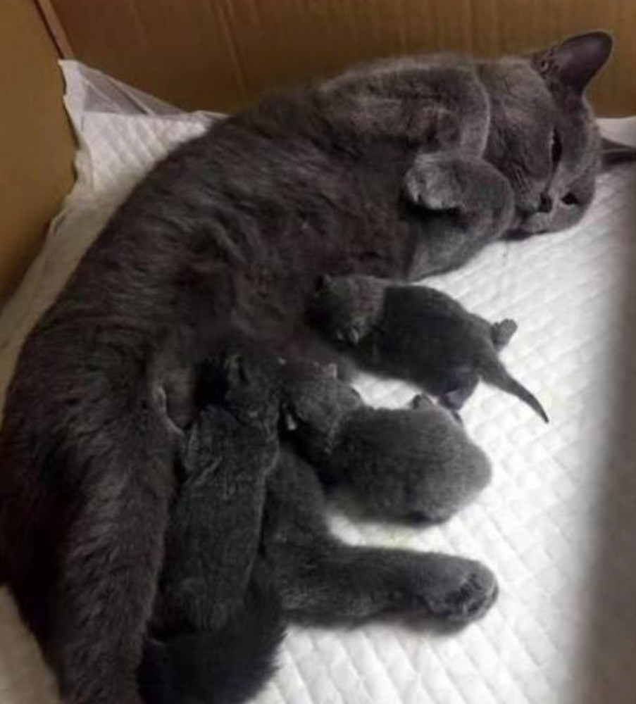 我们家的蓝猫主子也没什么品种,没什么血统的,就是那种很一般的蓝猫