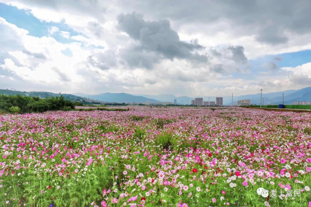 富民县国色岛千亩花海里.
