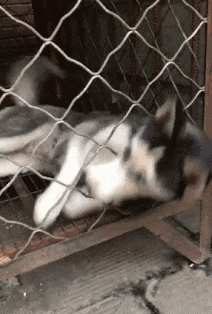 搞笑gif:大哥运动的方式真优雅,绝对是健身房里的焦点