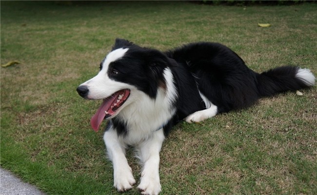 边牧被誉为最聪明的狗,能聪明到什么地步?说出