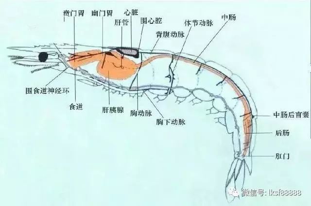 南美白对虾转肝期不得不看的秘密