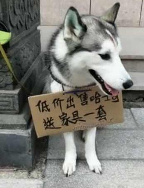 天上掉馅饼,低价出售纯种哈士奇,看见脖子上的牌子后