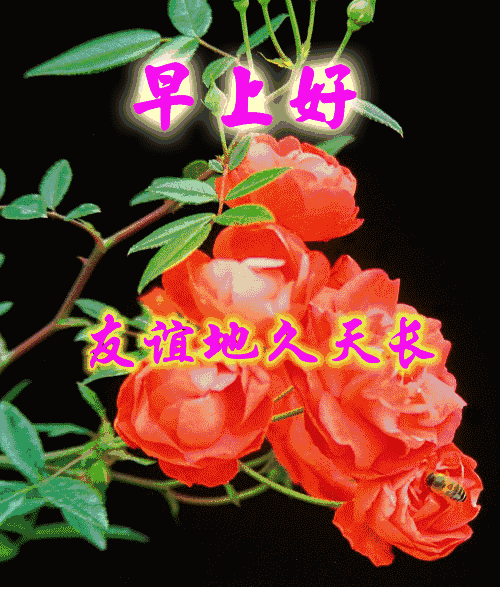 壁纸 花 桌面 500_600 gif 动态图 动图
