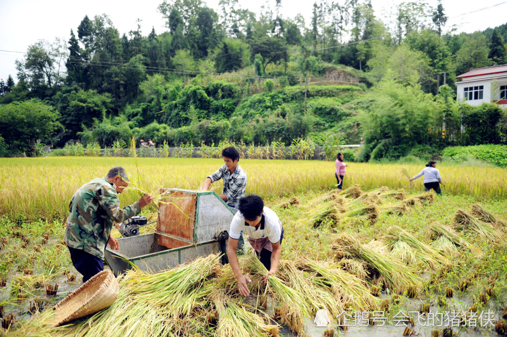 天气晴好 汉江源头水稻进入收割旺季