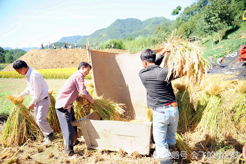 天气晴好 汉江源头水稻进入收割旺季