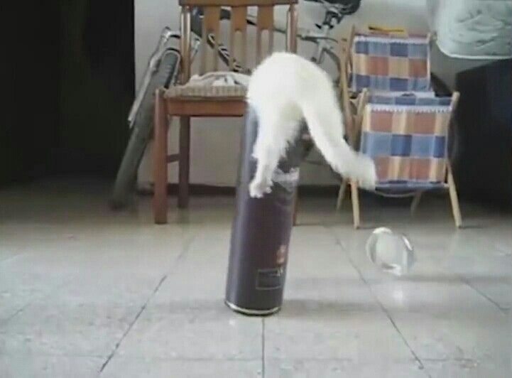 细长纸桶竟能容纳一只白貂 猫咪:也是液体做的
