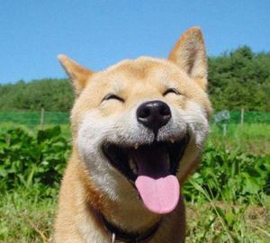 表情包大佬柴犬的日常生活