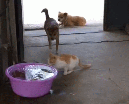小土狗看到猫咪偷吃鱼,直接甩了猫咪一巴掌,猫咪的反应令人笑喷