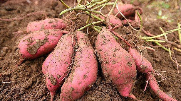 秋季 吃红薯到底是减肥 还是发胖呢?