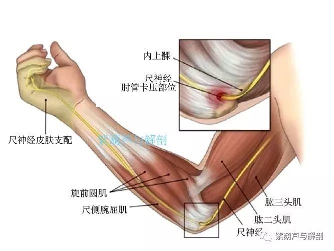 内侧壁是肱骨内上髁及尺侧腕屈肌的肱骨头; 后侧壁(即顶),为连接尺侧