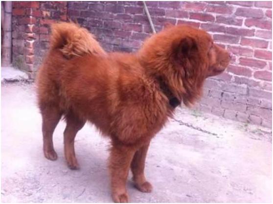 一只土狗闯进家里,女友嫌脏要赶走,爸爸却关上