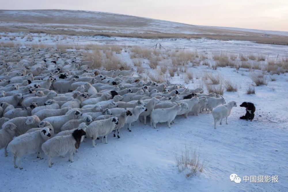 冬天的草原,牧归时刻,领头羊和牧羊犬在"对话".