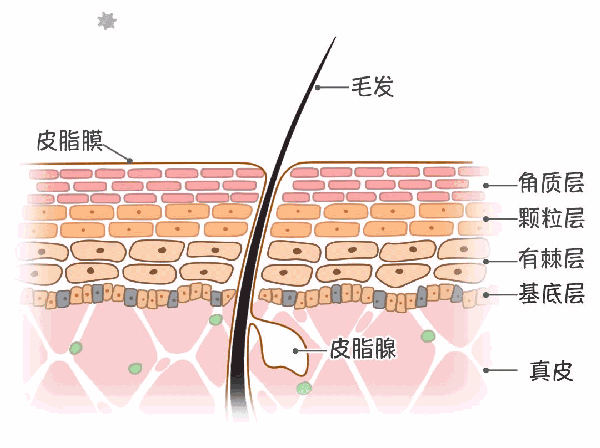 首先健康的皮肤屏障一定是角质细胞连接紧密,能够在四季变化的外界