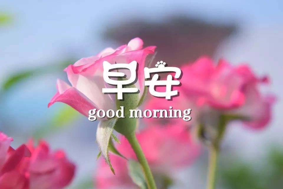 早安唯美句子说说心情 早上好图片带字大全