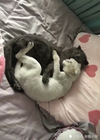 听见母猫尖锐的叫声,急忙跑过来一看,主人满脸