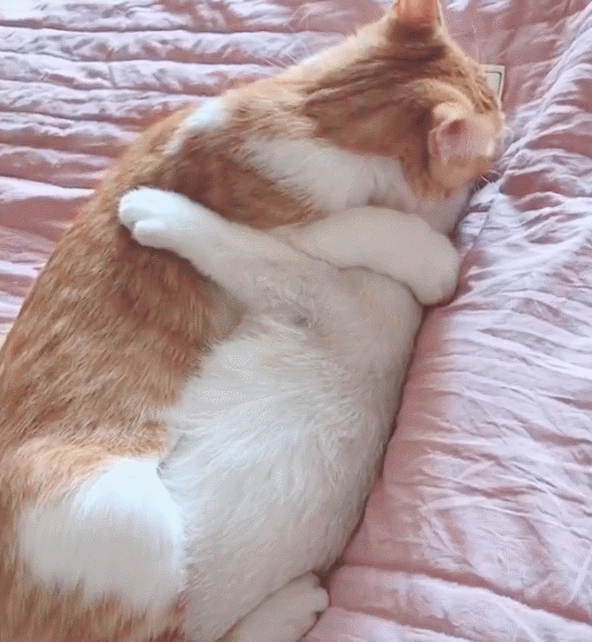 两只猫咪相拥在一起,主人推开门懵圈,默默的关上门