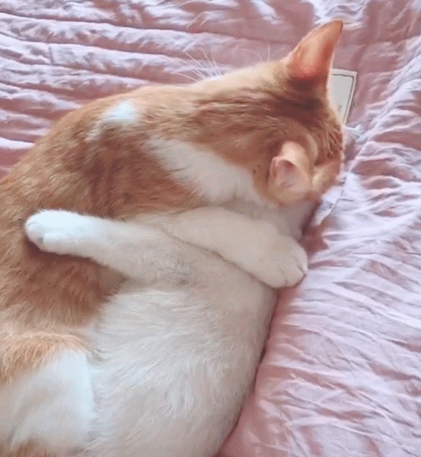 壁纸 动物 狗 狗狗 猫 猫咪 小猫 桌面 592_642 gif 动态图 动图