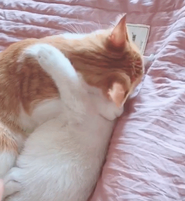 两只猫咪相拥在一起,主人推开门懵圈,默默的关上门