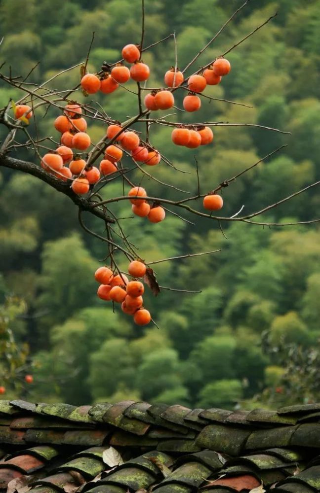 菊花夜白因添月,柿叶秋红不是霜. 霜降之后,柿子最为甘甜.