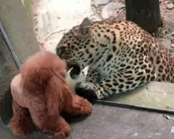 奶奶训练泰迪站立,走路像个小公主,却被网友怒