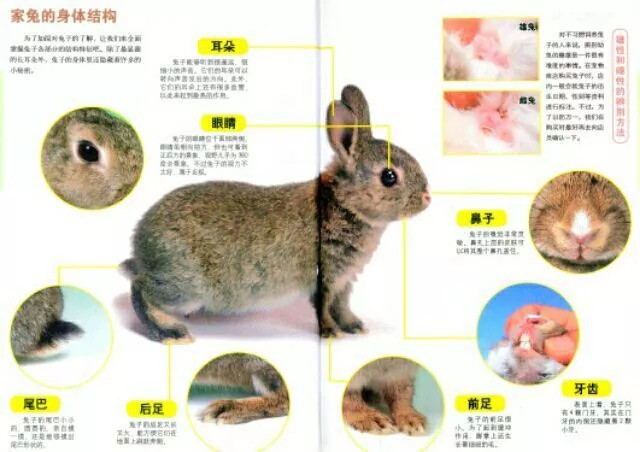 兔子:宠物兔的基础百科!起源,身体结构,品种,性别!