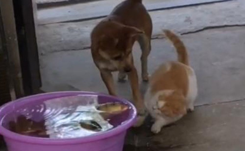 农村的猫咪地位很低下吗?偷吃被狗狗打了一巴