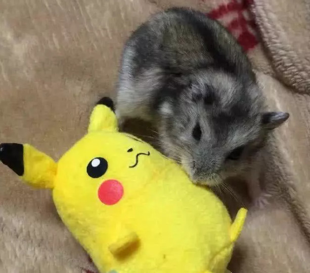 小仓鼠看上皮卡丘?一眼定情占为己有,主人:这