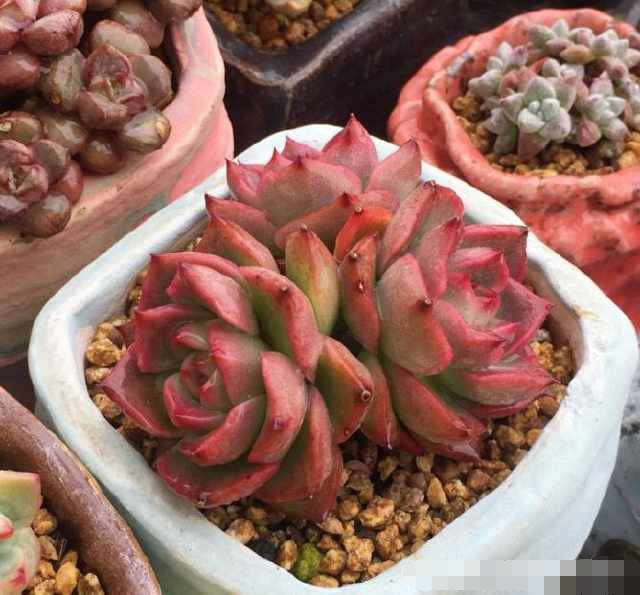 怎么让多肉植物生根快 上盆时这样处理 多肉猛长根 看点快报