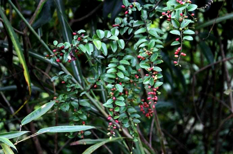 农村这种植物"老鼠屎",可用于风火牙痛,盆栽盆景好材料,漂亮