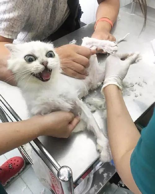 医生给猫剃毛,过程相当惨烈,结果却莫名好笑!
