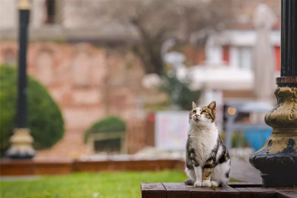 我从阿里离职,走遍8个城市,只为了拍猫!