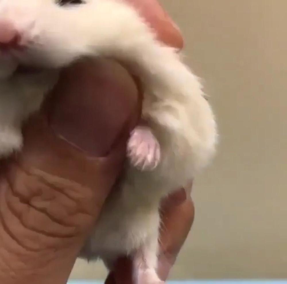 老鼠,仓鼠