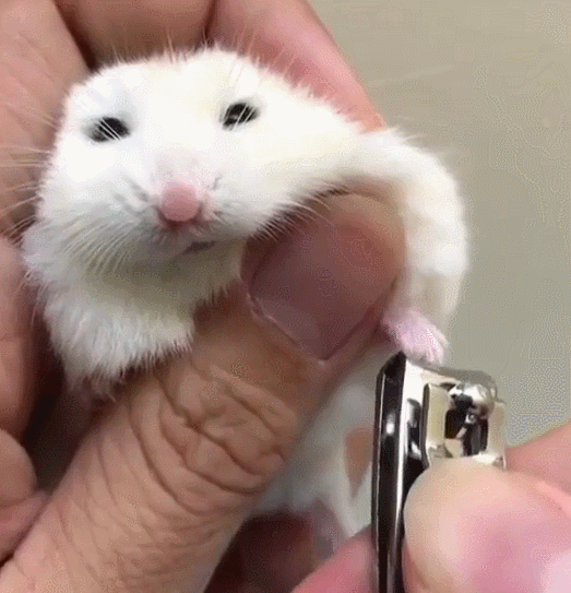 老鼠,仓鼠
