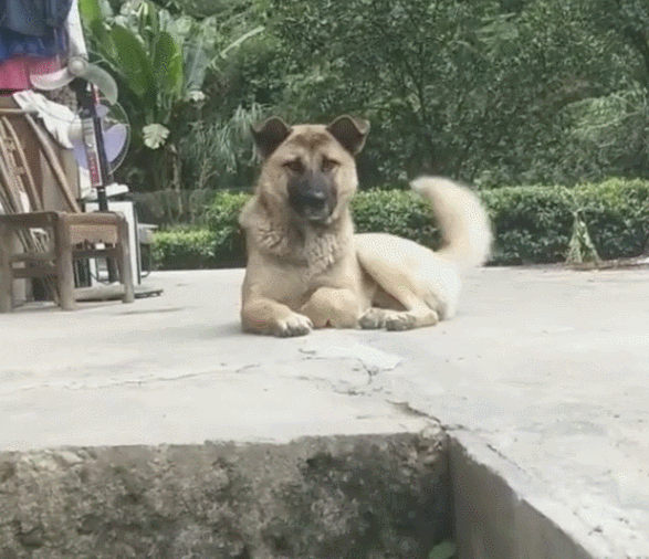 好久没回家,狗狗突然看到很认生,立马凶猛的吠起来