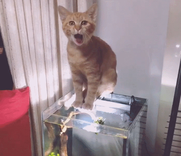 一缸鱼全被猫咪吃光,站在鱼缸上示威,叫主人多放点!