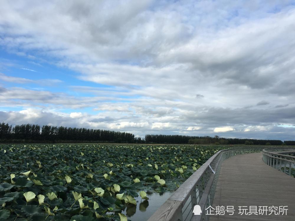 辽河七星湿地 辽河国家湿地公园 沈阳周边游 带着孩子