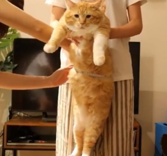 橘猫被抱起来量腰围,它一脸无辜,胖橘:能不能有点隐私
