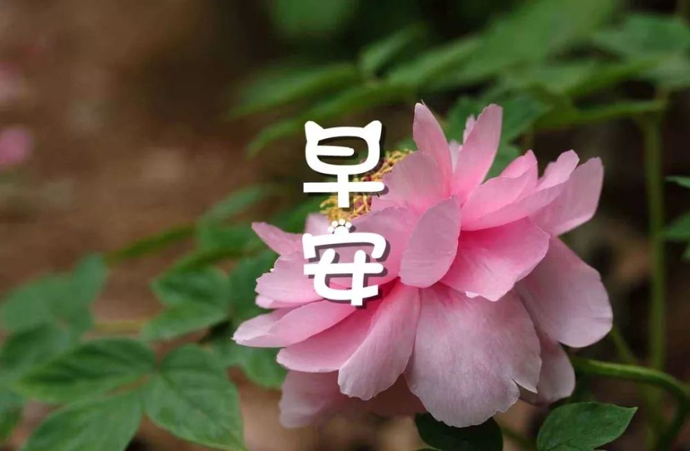 早安唯美句子说说心情 早上好图片带字大全