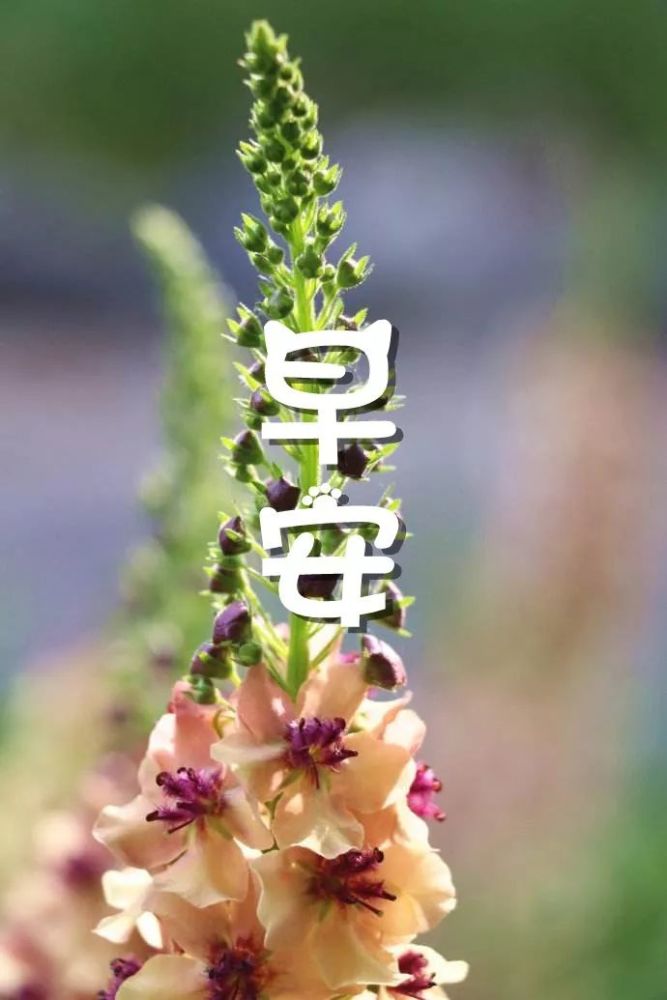 早安唯美句子说说心情 早上好图片带字大全