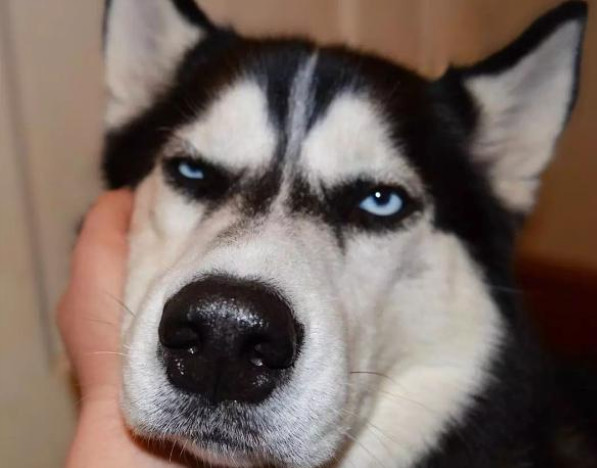 都说哈士奇是狼的“近亲”，你确定他不是“傻狗”吗?