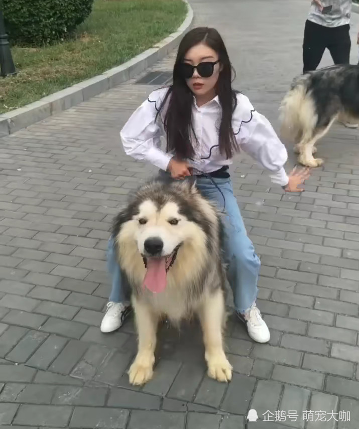 阿拉斯加被主人当马骑,一气之下让她"落马"