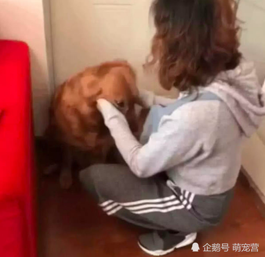 狗狗对主人依依不舍,趴在门口不让行,看到表情让人心疼不已